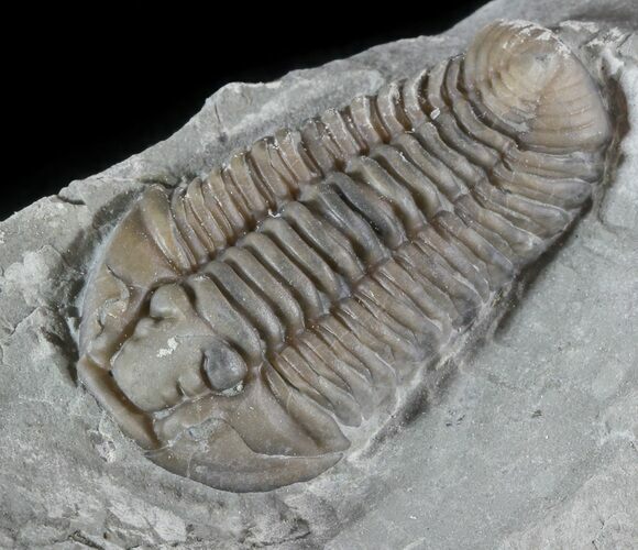 Prone Flexicalymene Trilobite In Shale - Ohio #52666